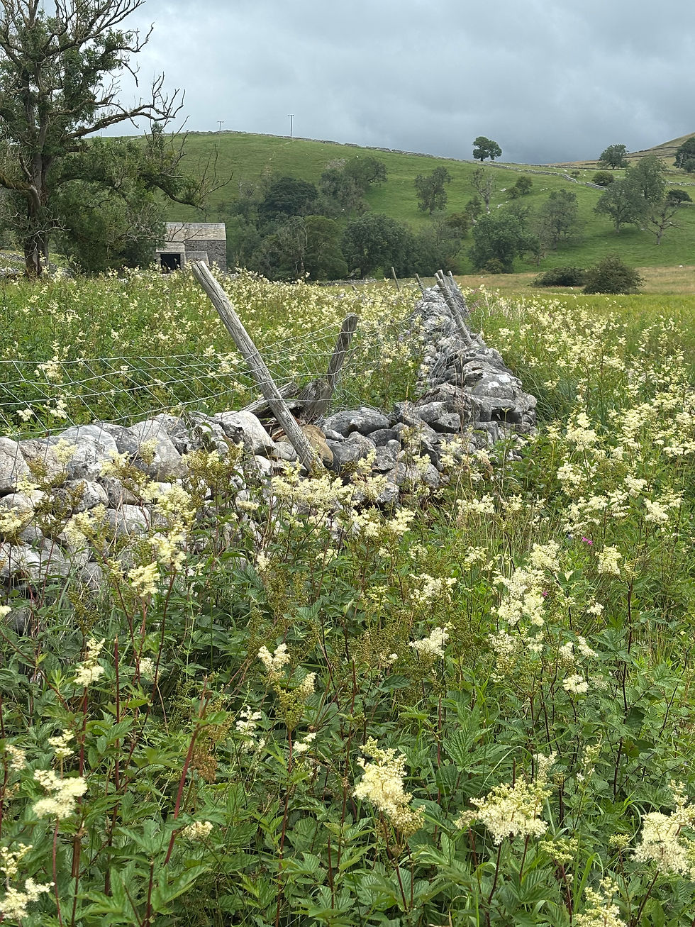 The walk was lined with this beautiful cream flowers so pretty