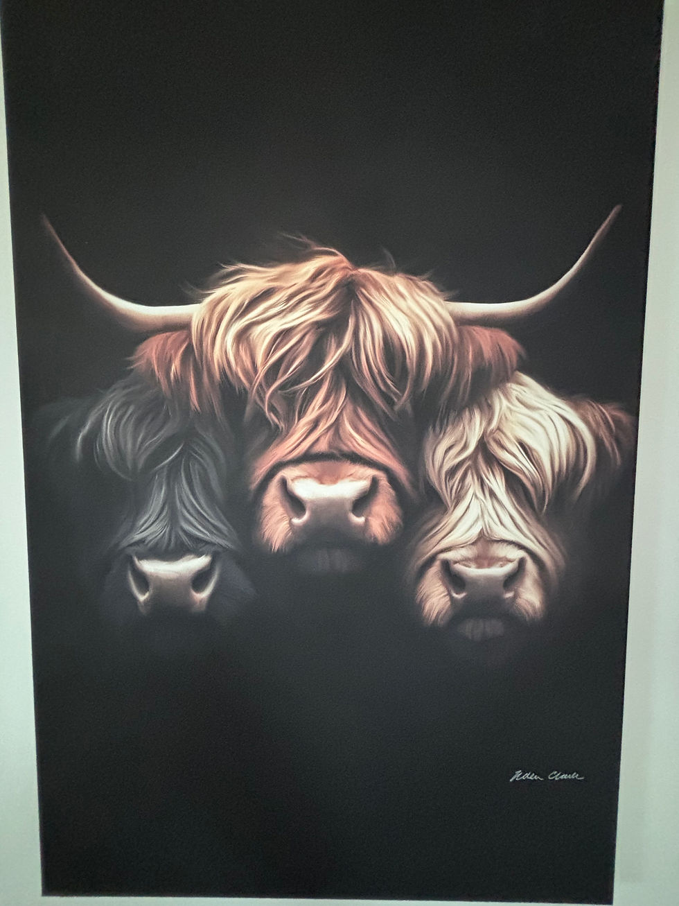 A picture of 3 highland cows