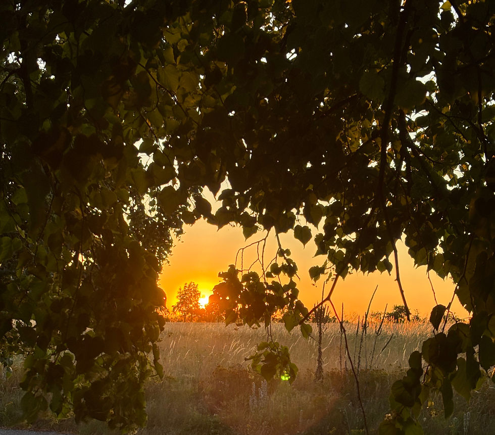 The sun coming through the trees is just stunning