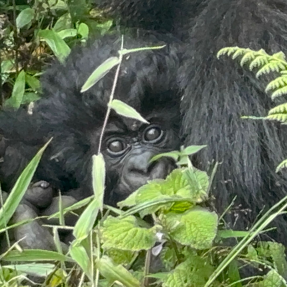 Mum with her baby who she cuddled, cleaned and kissed like we would our children