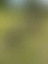 Wooden Sculpture of badgers