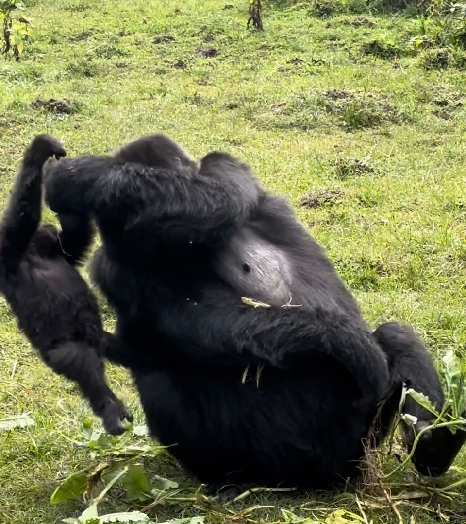 Mum decides its time to move so her baby is placed on her back