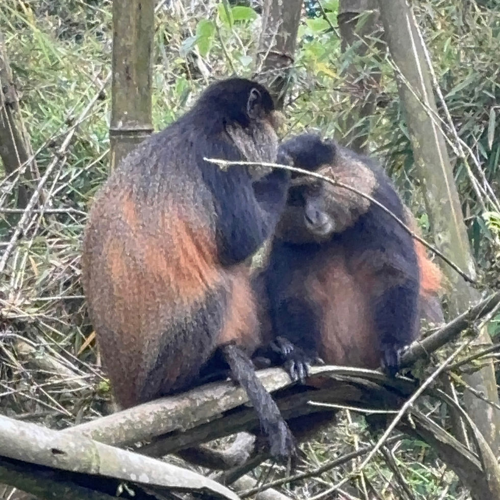 This ritual of grooming each other took ages. One monkey started at the top and literally worked its way down and around the body cleaning the fur