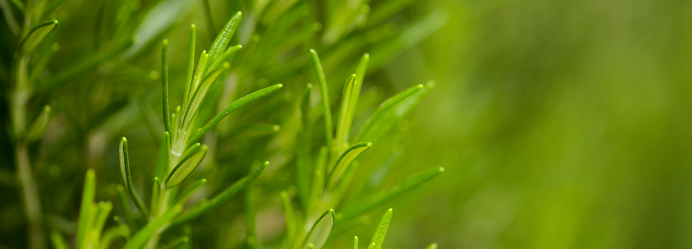Image d'un gros plan d'une plante médicinale 