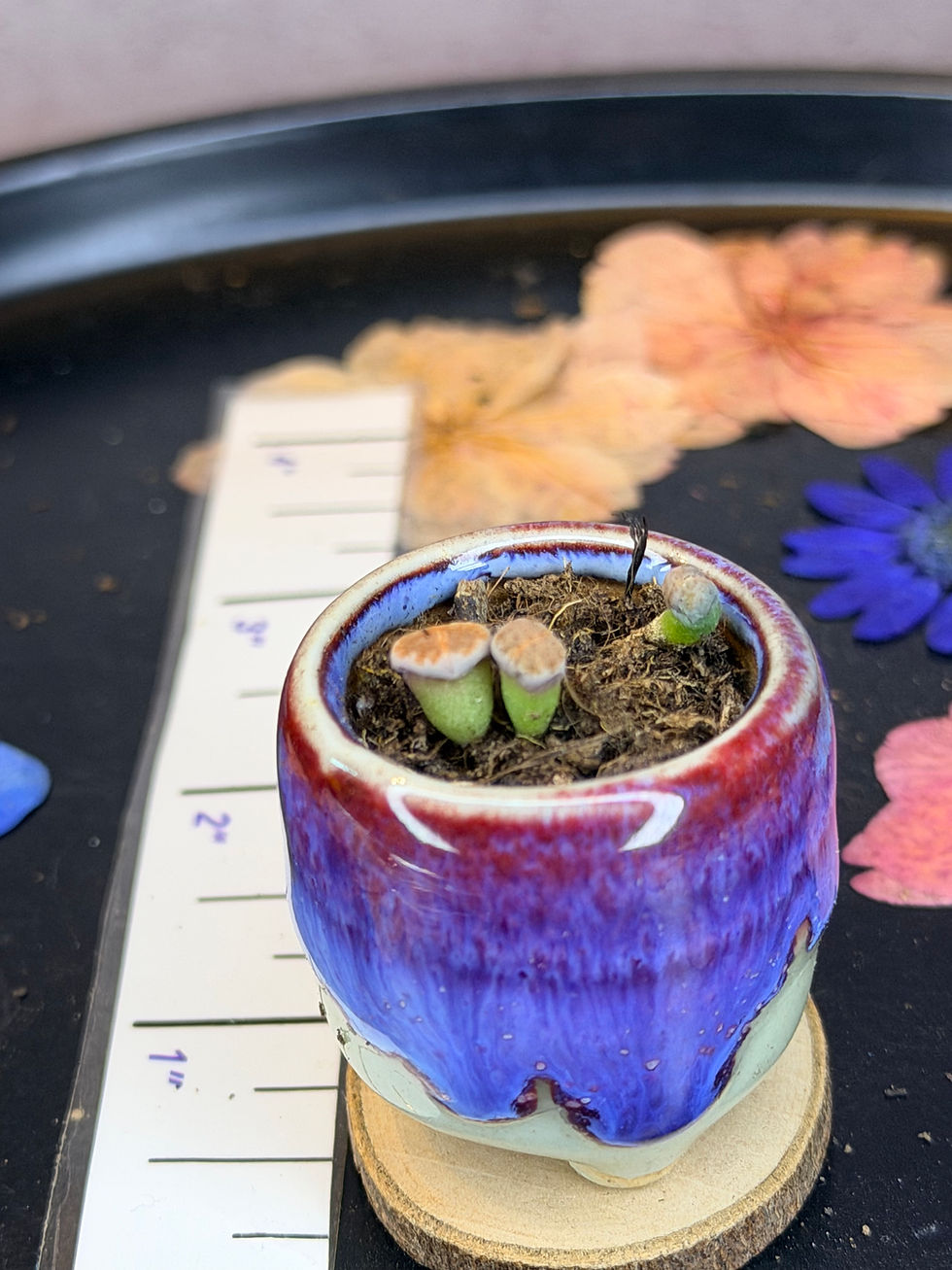 Thumbnail: 1 inch glazed pot with lithops, choose the color of beads 7 for1, 2 for 12