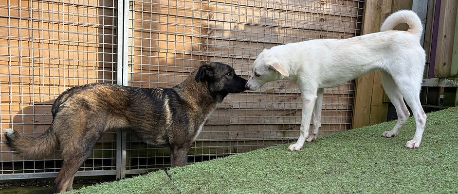 2 dogs nose touching.jpg