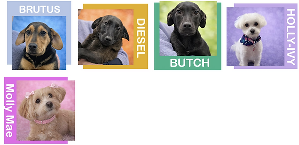 OurDogs2.png