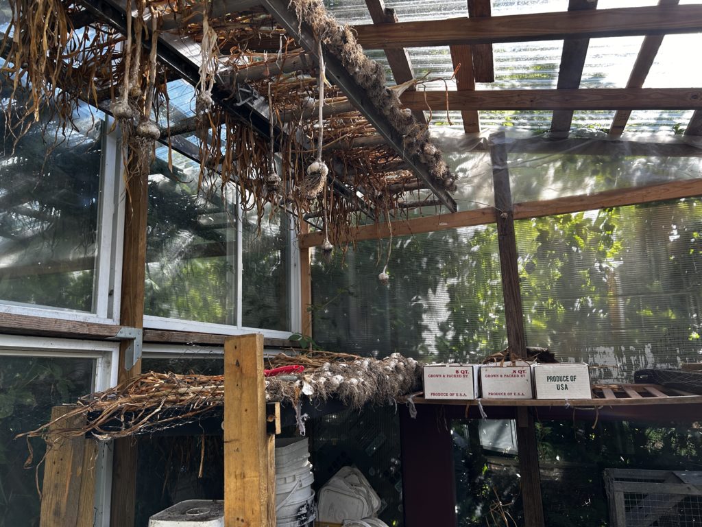 Garlic hanging to dry in Chellsea's greenhouse/curing station.