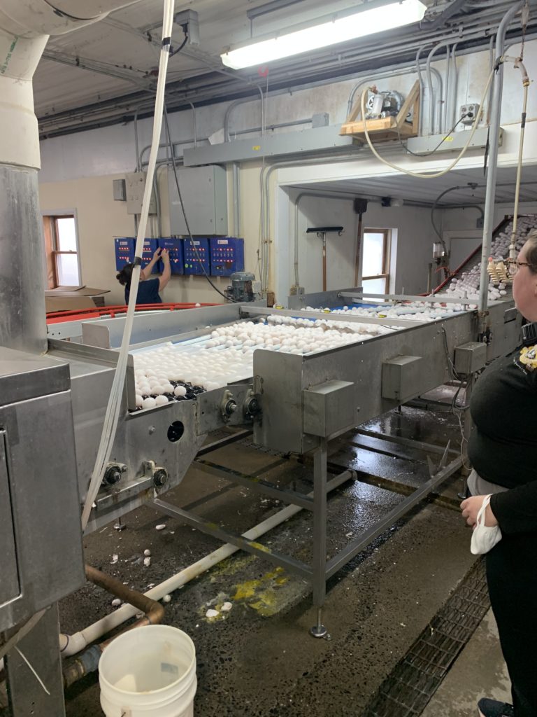 The eggs go down the conveyor belt for their initial wash.