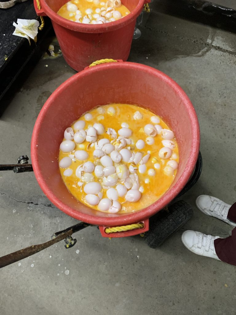 Bucket of broken eggs ready to made into liquid egg.