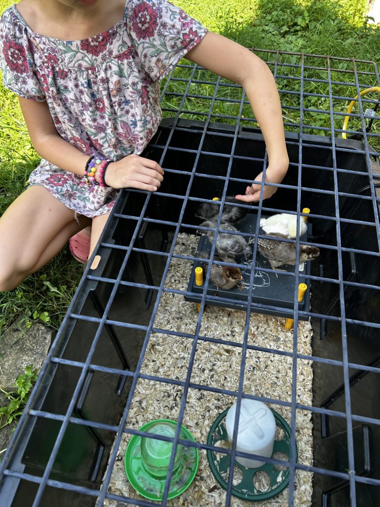 Althea shows off her baby chicks.