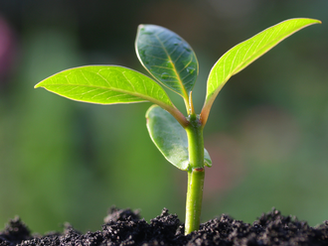 What does a plant really need?