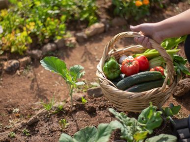 Zo Begin Je een Moestuin: Een Gids voor Starters