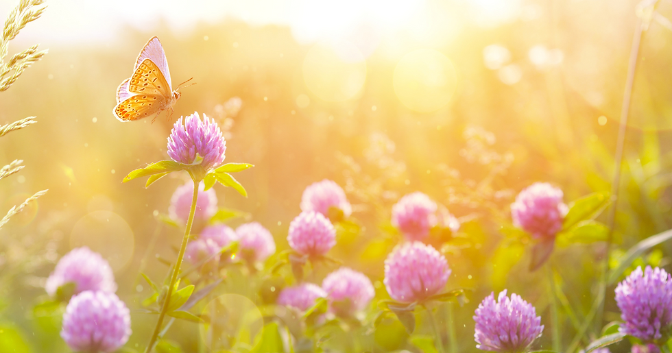Gardencalendar September