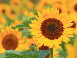 Gardencalendar August