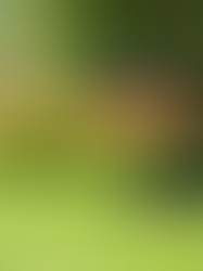 Gazononderhoud in het voorjaar