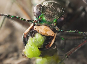 Photo 1 Sandcastle_-_The_Secret_Life_Of_Potter_Wasps_WEB_HQ_copy6.jpg