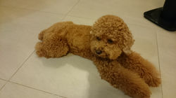 Mocha at BoBoMa Home