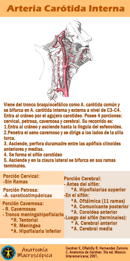 Arteria Carótida Interna