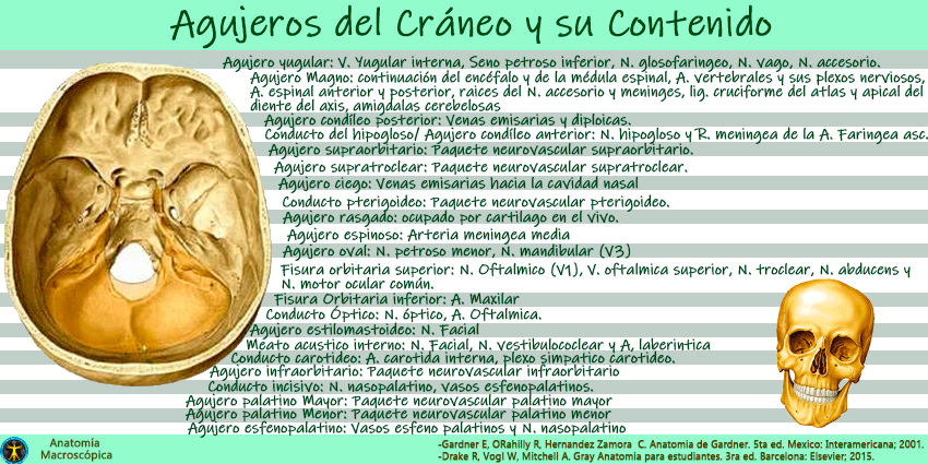 Agujeros del Cráneo