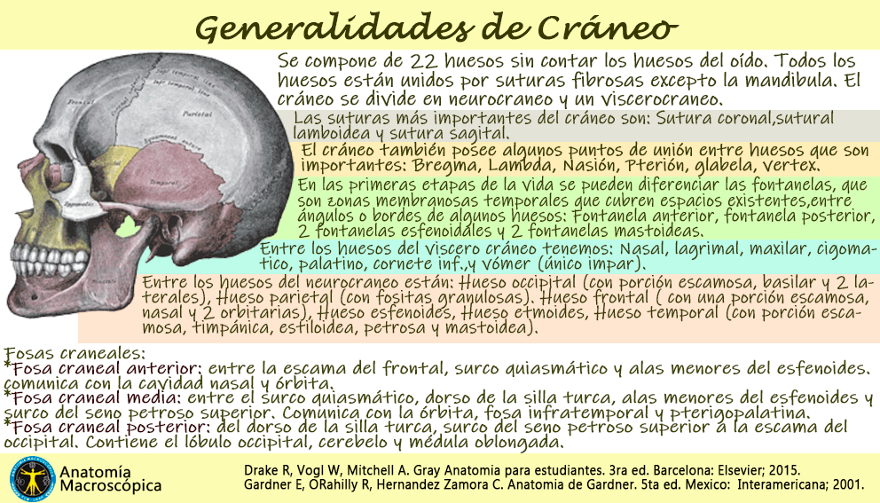 Generalidades de Cráneo