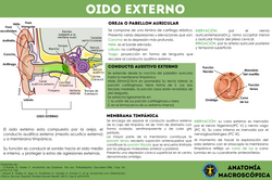 Oído Externo
