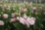 Lisianthus