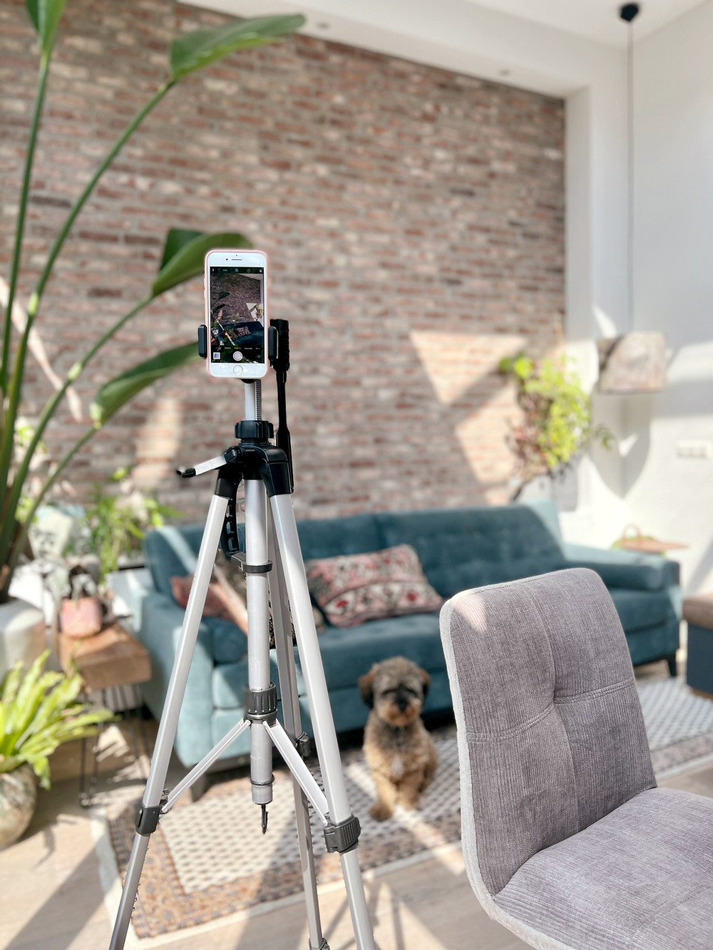 Social media content creation - exposed brick wall and puppy - whispering bold
