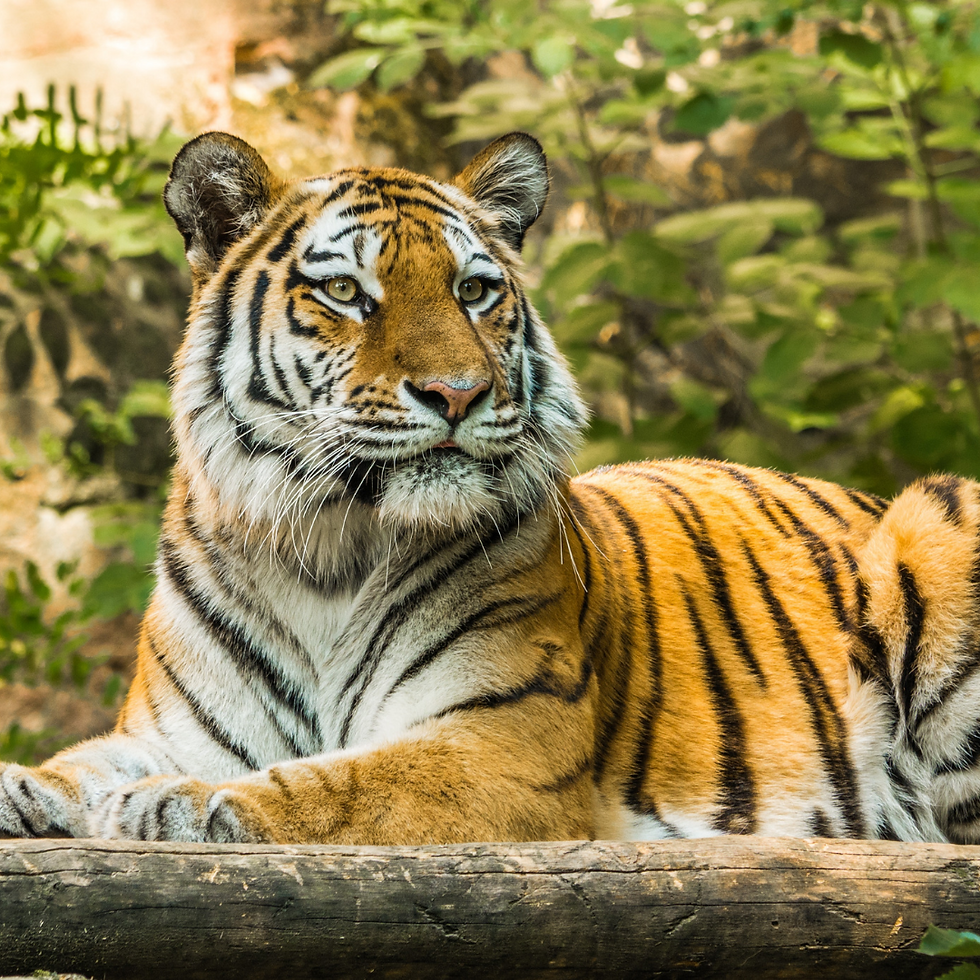 BANDHAVGARH JUNGLE SAFARI