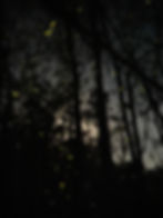Fireflies