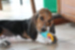 Basset Artésien-Normand
