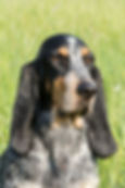 Basset Bleu de Gascogne
