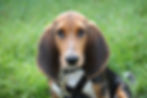 Basset Artésien-Normand