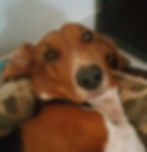 Basset Artésien-Normand