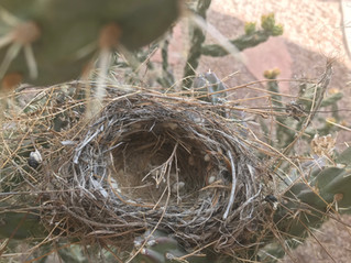 That Thing with Feathers: Hope and Literature in a Time of Pandemic