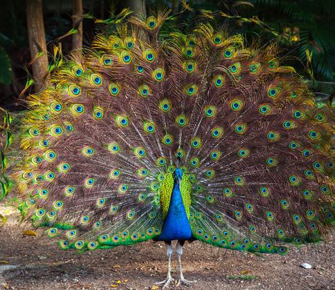 Pfau schlägt Rad