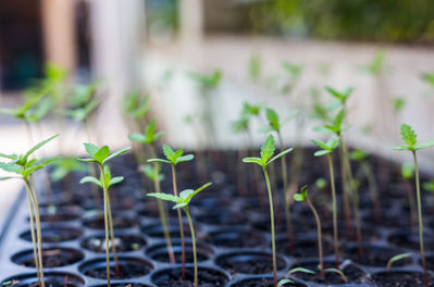 Cannabis and Industrial Hemp - Propagation - sprouting seeds 
