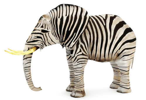 Zebra Elephant