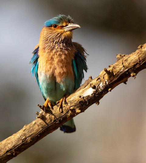 Colorful Indian Roller bird perched on a tree branch