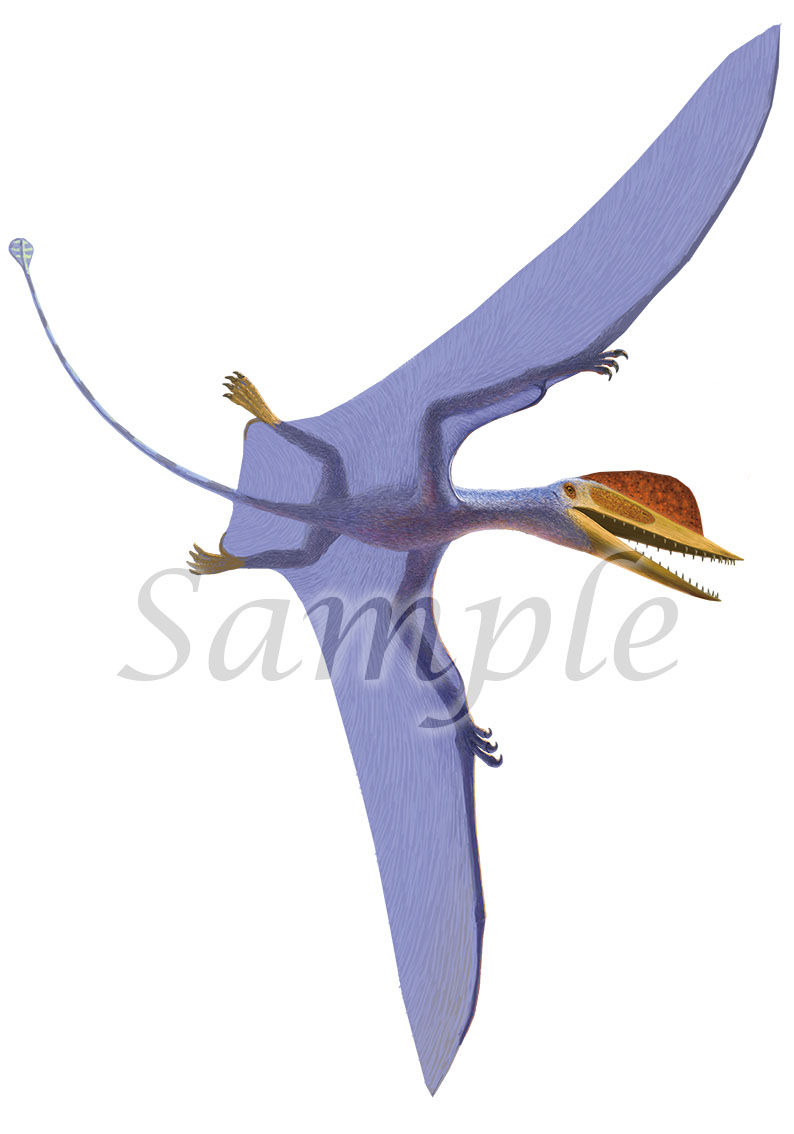 ダーウィノプテルス