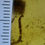 Thumbnail: Clear Millipede Insect Fossil Inclusion, In Genuine Burmite Amber, 98MYO