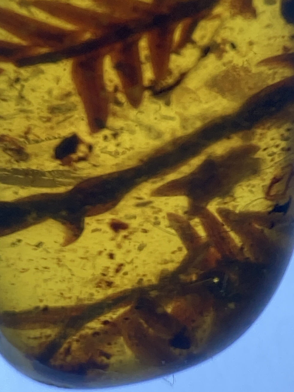 Thumbnail: Crystal Clear Thorn 🍃 Leaf 🍂 Leaves 🍁 Inclusion, Genuine Burmite Amber, 98myo