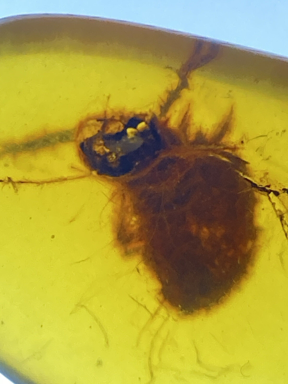 Unique Insect Covered In Moss, Big Bug Fossil In Genuine Burmite Amber, 98MYO