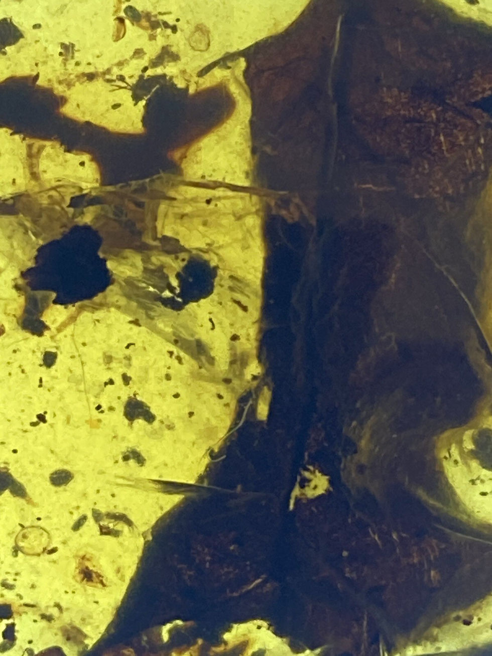 Thumbnail: Majestic Leaf 🍂 Huge Inclusion 🍃 Rare Fossil in Genuine Burmite Amber, 98MYO!