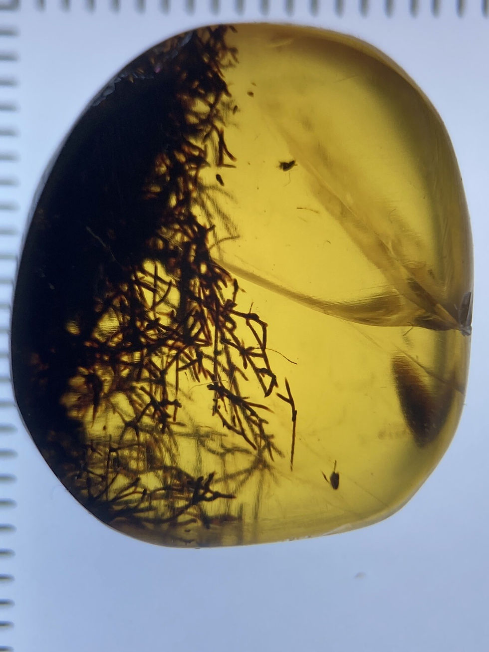 Clear Beautiful Moss leaf Botanic Fossil, Museum Inclusions, Burmite Amber 98MYO
