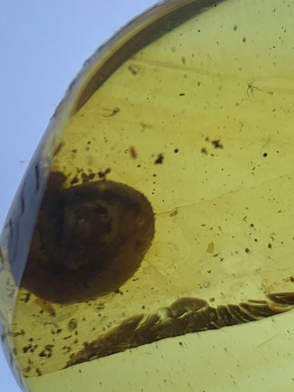 Thumbnail: Beautiful Snail Rare & Clear, Pristine Fossil In Genuine Burmite Amber, 98MYO