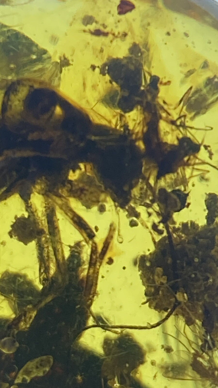 Thumbnail: Perfect Two Roaches, Cockroach ++ Inclusion Fossil Genuine Burmite Amber, 98MYO