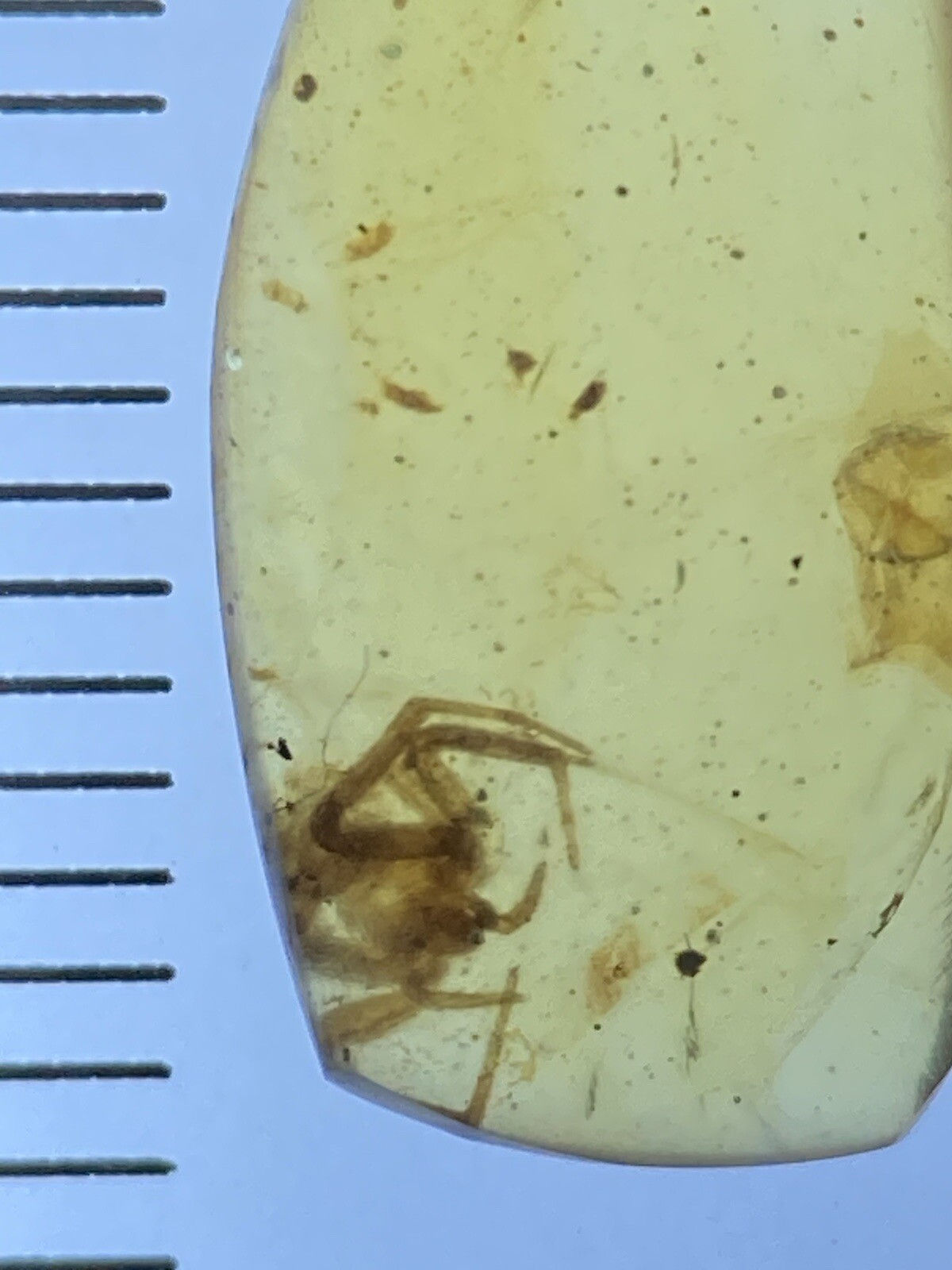 Beautiful Small Spider, Fossil In Genuine Burmite Amber, 98MYO