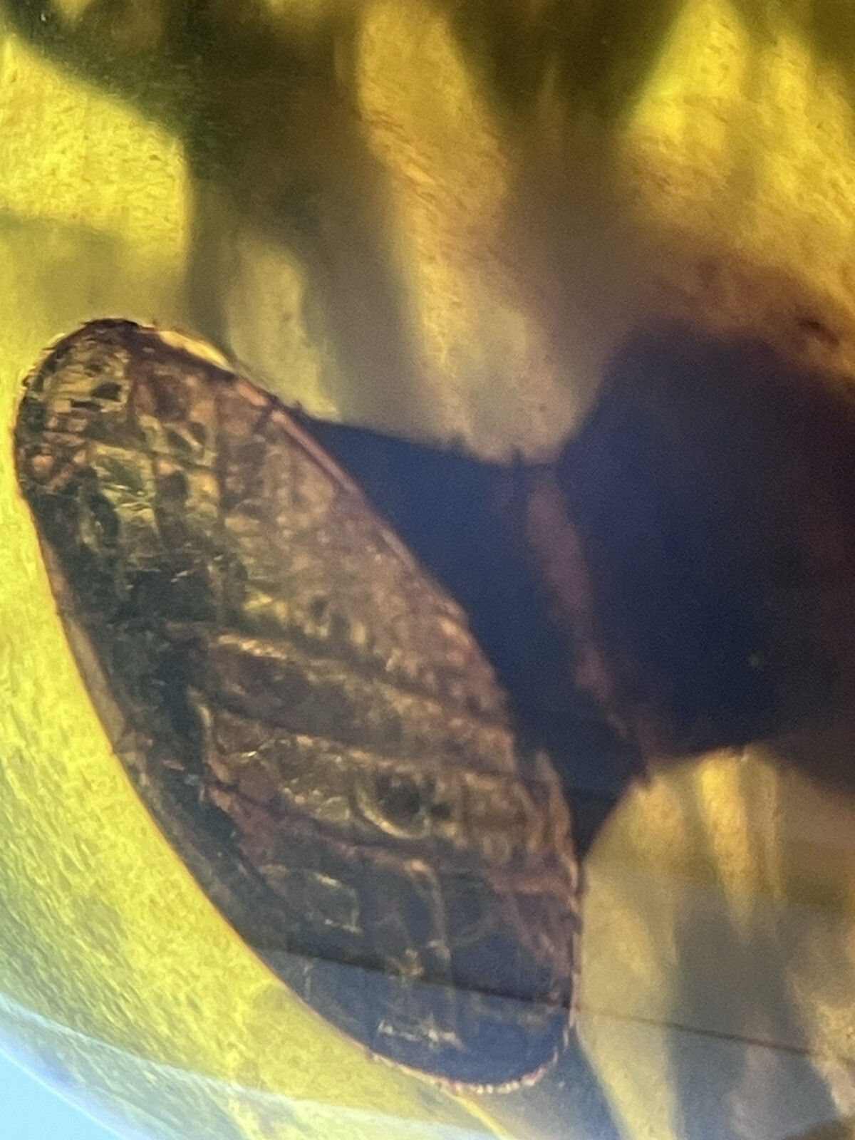 Strange Biologic Cylinder Fossil, Genuine Burmite Amber Fossil Inclusion, 98myo
