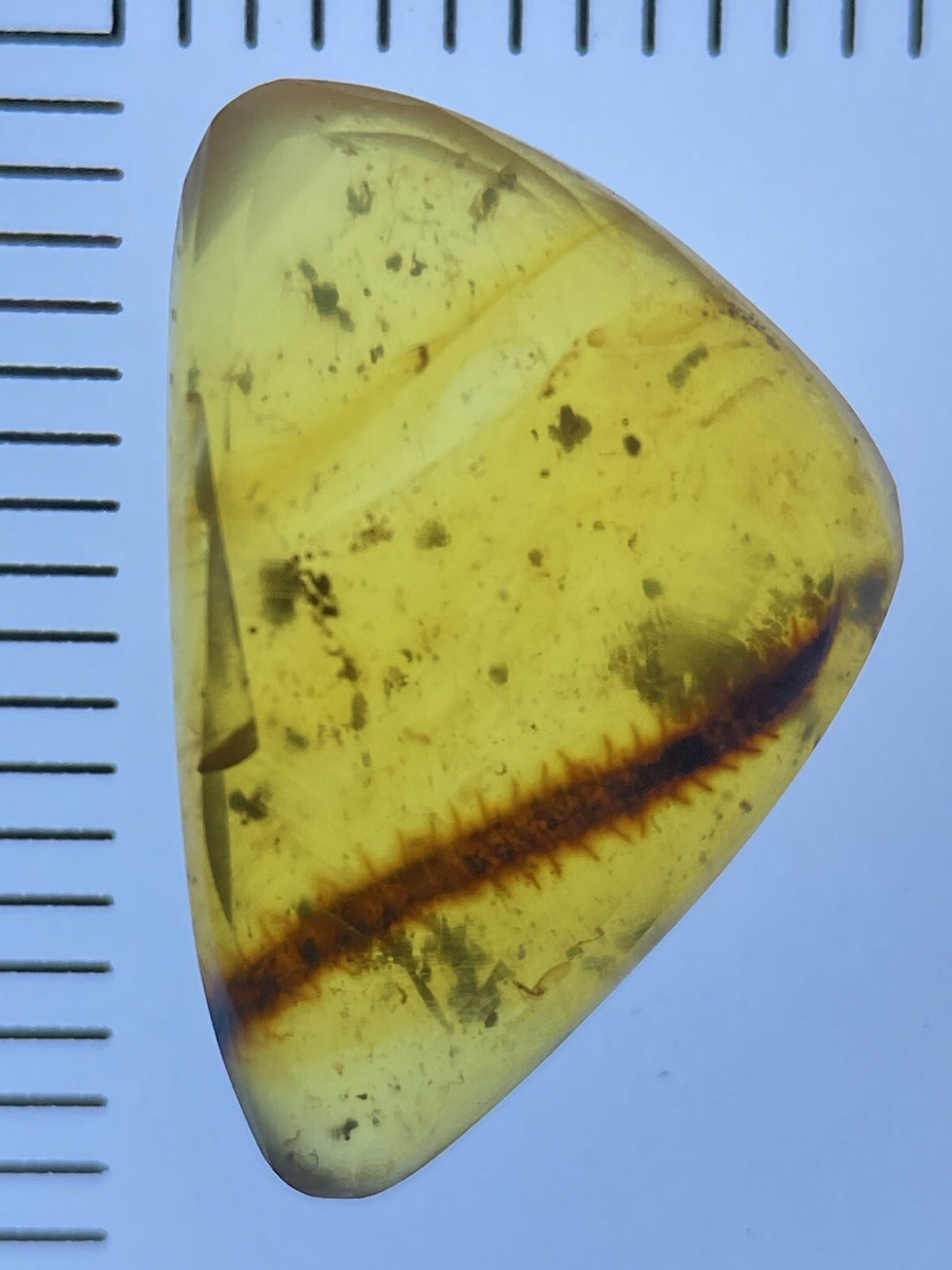 Thumbnail: Perfect Moss Inclusion, Rare Botanic Fossil in Genuine Burmite Amber, 98myo
